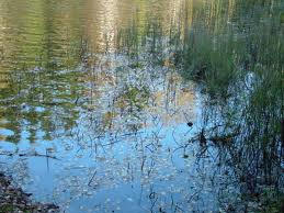 Grimney Mire.jpg