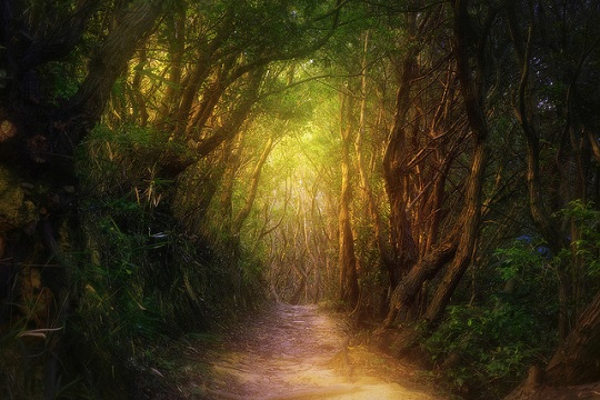 The Mountain Path.jpg