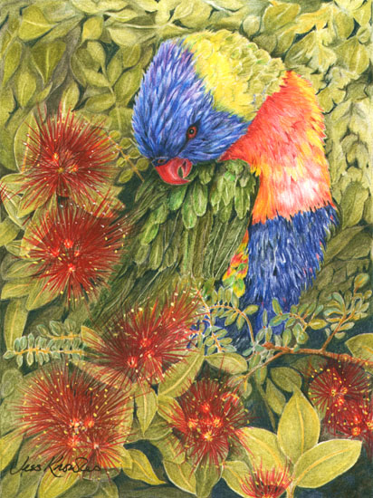 Lorikeet550.jpg